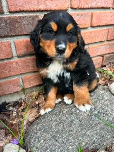 Golden Retriver mixed Bernese Mountain puppies - Photo 2