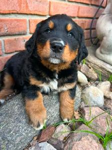 Golden Retriver mixed Bernese Mountain puppies - Photo 3