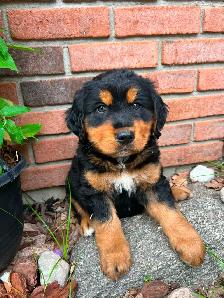 Golden Retriver mixed Bernese Mountain puppies - Photo 4