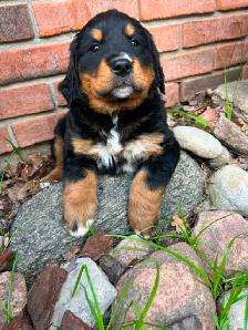 Golden Retriver mixed Bernese Mountain puppies - Photo 5