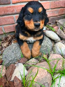 Golden Retriver mixed Bernese Mountain puppies - Photo 6