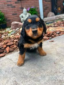 Golden Retriver mixed Bernese Mountain puppies - Photo 7