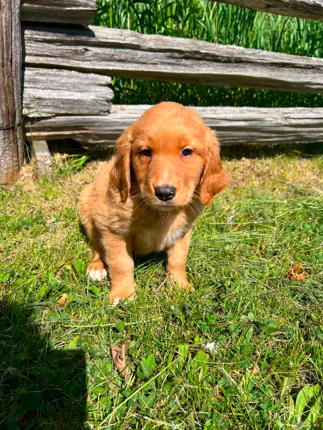 Golden retriver/ Black lab puppies