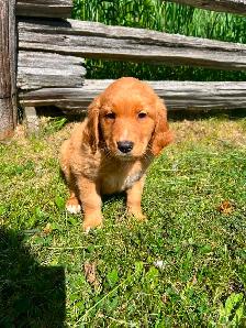 Golden retriver/ Black lab puppies