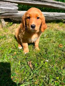 Golden retriver/ Black lab puppies - Photo 2