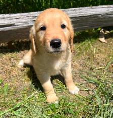 Golden retriver/ Black lab puppies - Photo 3