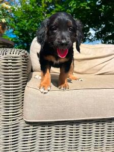 Golden retriver/ Black lab puppies - Photo 4