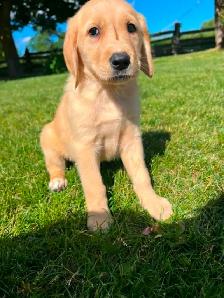 Golden retriver/ Black lab puppies - Photo 5