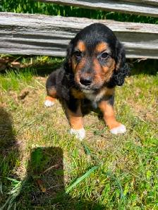Golden retriver/ Black lab puppies - Photo 6