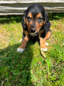 Golden retriver/ Black lab puppies - Photo 7