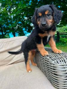 Golden retriver/ Black lab puppies - Photo 8