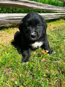 Golden retriver/ Black lab puppies - Photo 9