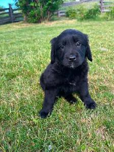 Golden retriver/ Black lab puppies - Photo 10