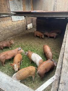 Weanling pigs