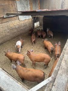 Weanling pigs - Photo 2