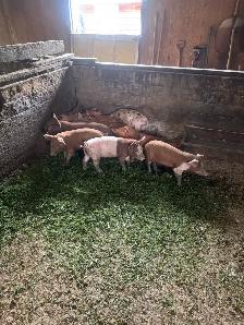 Weanling pigs - Photo 3
