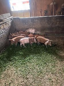 Weanling pigs - Photo 4