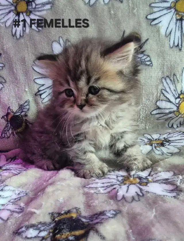 SCOTTISH FOLD  X HIGHLAND LYNX