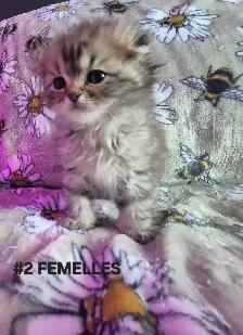 SCOTTISH FOLD  X HIGHLAND LYNX - Photo 3