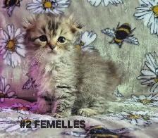SCOTTISH FOLD  X HIGHLAND LYNX - Photo 6