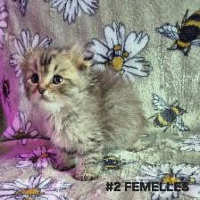 SCOTTISH FOLD  X HIGHLAND LYNX - Photo 7