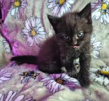 SCOTTISH FOLD  X HIGHLAND LYNX - Photo 9