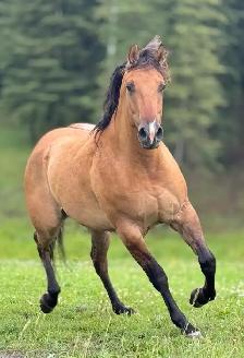 big fancy gelding