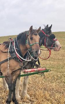 big fancy gelding - Photo 2