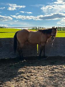 big fancy gelding - Photo 3
