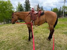 big fancy gelding - Photo 4