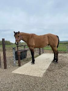 big fancy gelding - Photo 5