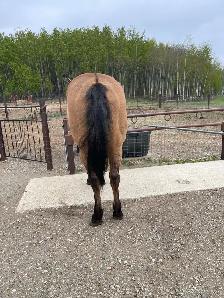big fancy gelding - Photo 6