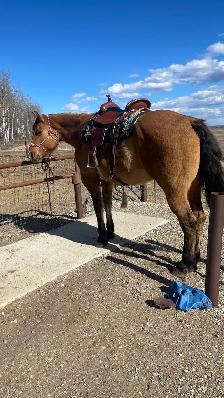 big fancy gelding - Photo 7