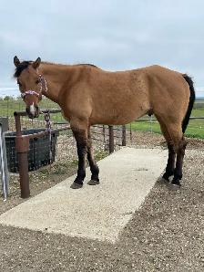 big fancy gelding - Photo 8