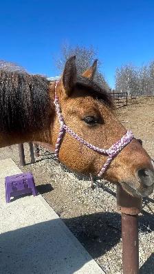 big fancy gelding - Photo 9