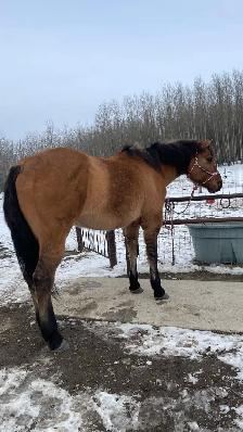 big fancy gelding - Photo 10