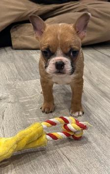 French Bulldog Puppy - Photo 2