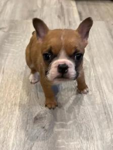 French Bulldog Puppy - Photo 3