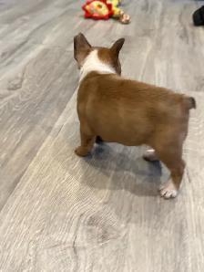 French Bulldog Puppy - Photo 4