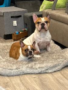 French Bulldog Puppy - Photo 5
