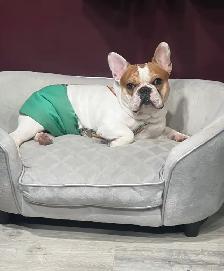 French Bulldog Puppy - Photo 6