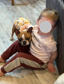 French Bulldog Puppy - Photo 7