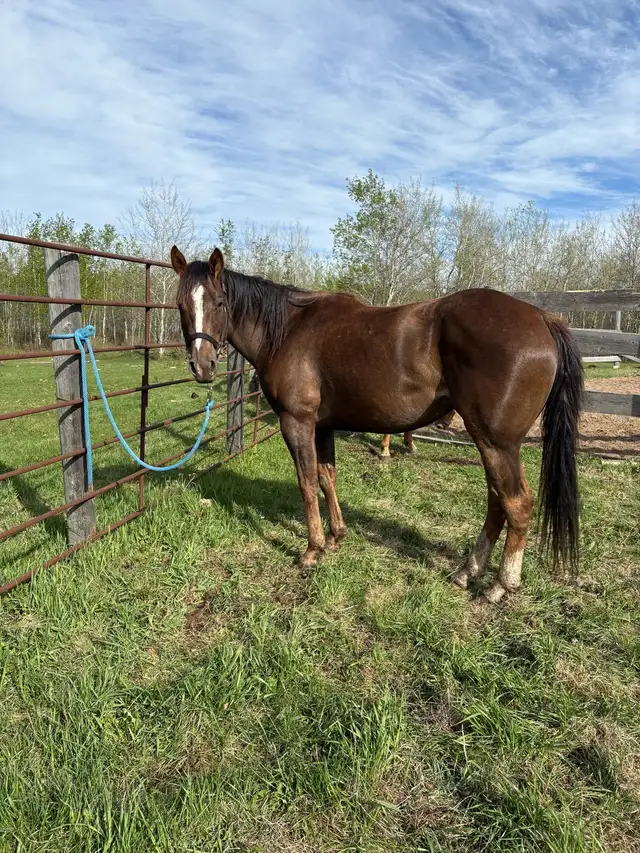 mare for sale