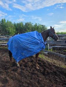 mare for sale - Photo 2