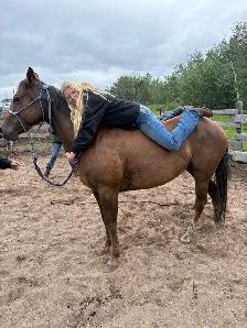 mare for sale - Photo 3