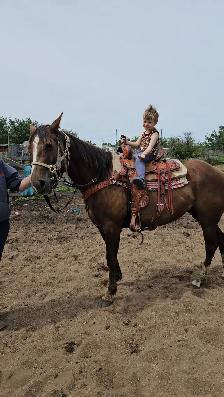 mare for sale - Photo 8