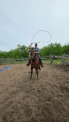 mare for sale - Photo 9