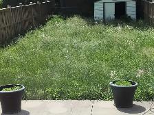Lawn/garden care/leaf removal - Photo 2