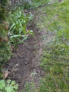 Lawn/garden care/leaf removal - Photo 3