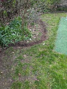 Lawn/garden care/leaf removal - Photo 4